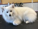 BCB dog