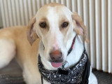 BCB dog