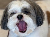 BCB dog