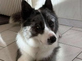 BCB dog