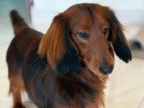BCB dog