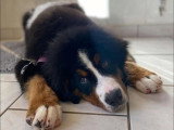 BCB dog
