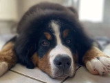 BCB dog