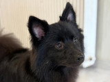 BCB dog