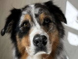 BCB dog