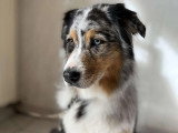 BCB dog