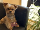 BCB dog
