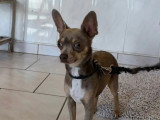 BCB dog
