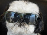 BCB dog