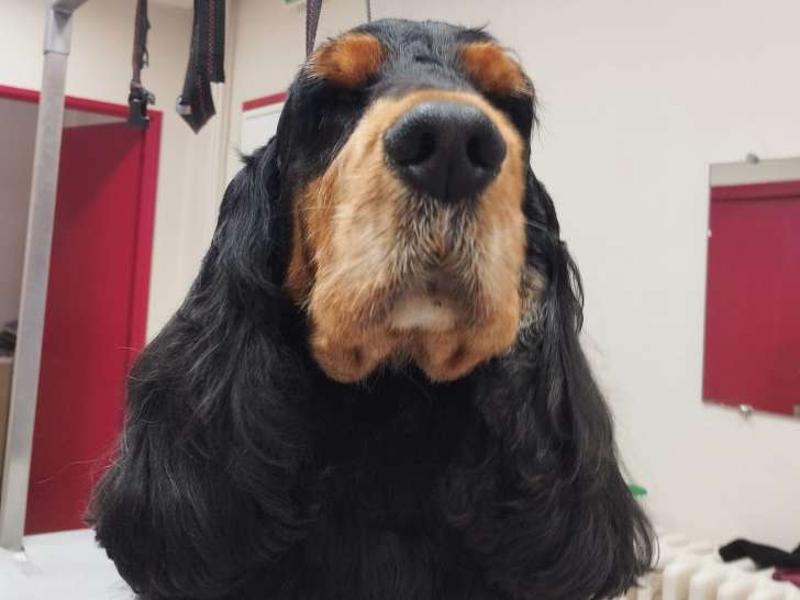 Isy Dog