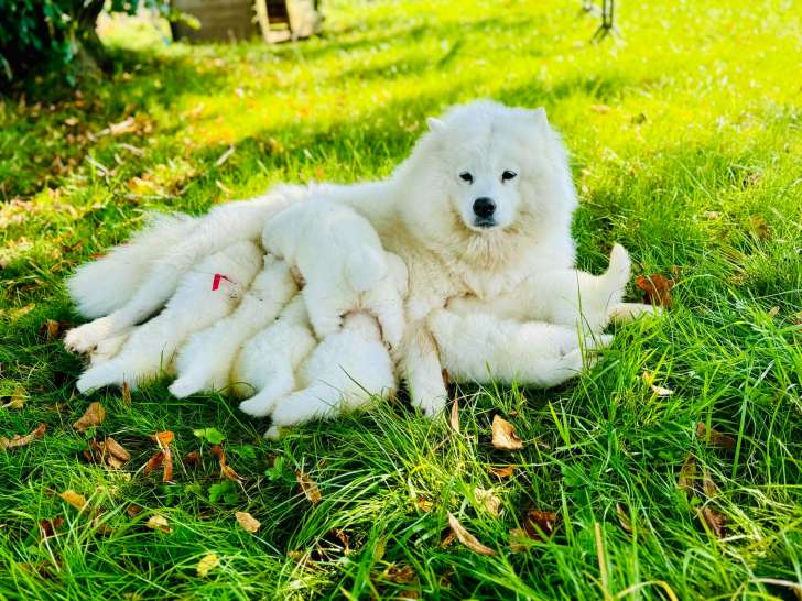 Les sourires d'Artémisia