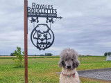 Royales Bouclettes