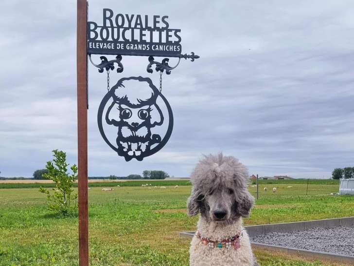 Royales Bouclettes