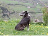 Association de Sauvegarde du Chien Berger d’Auvergne (ASCBA)