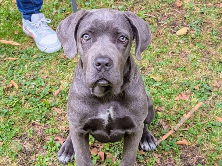 Saint-Quentin Education Canine