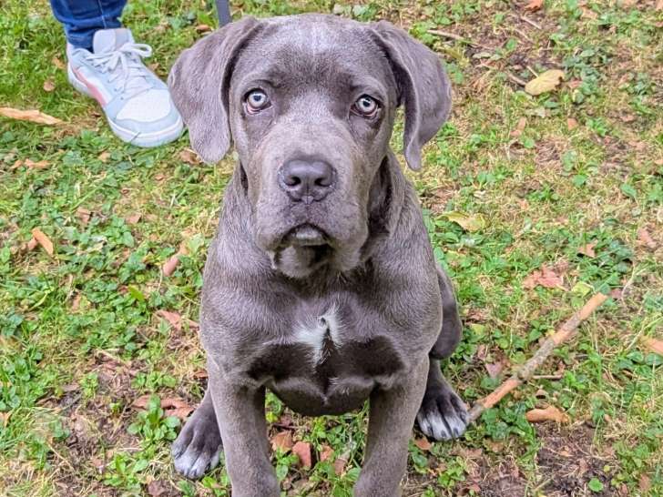 Saint-Quentin Education Canine