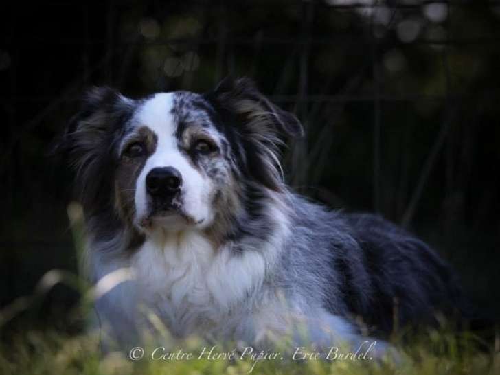 Éducateur canin Troyes Patricia Clolus