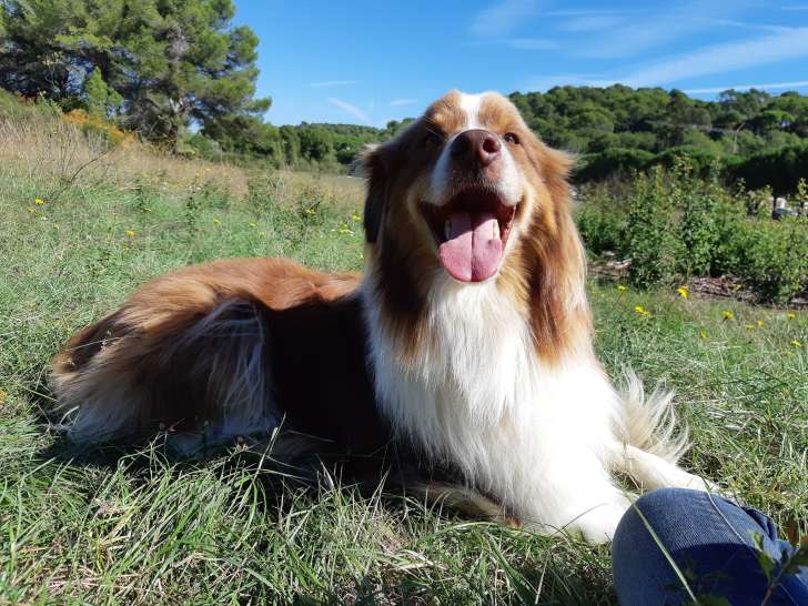 Doggy'sCool