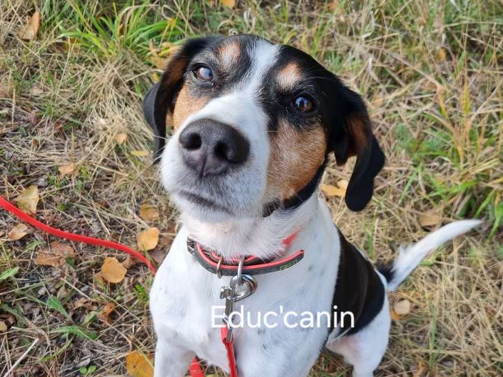 Educ'canin