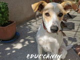 Educ'canin
