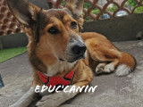 Educ'canin