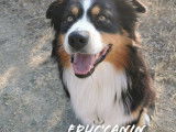 Educ'canin
