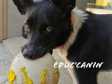 Educ'canin