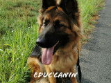 Educ'canin