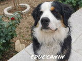 Educ'canin