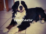 Educ'canin