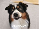 Educ'canin