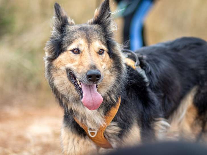 Votre chien au positif