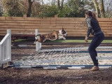 Dog Zone