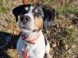 Educ'canin