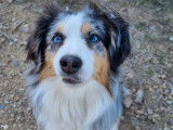 Educ'canin