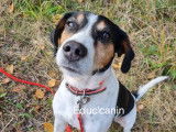 Educ'canin