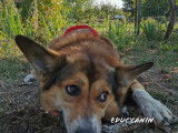 Educ'canin