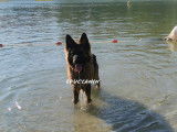Educ'canin