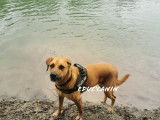 Educ'canin