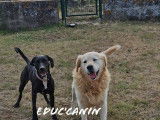 Educ'canin