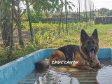 Educ'canin
