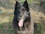 Educ'canin