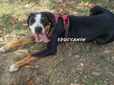 Educ'canin