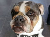 Educ'canin