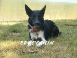 Educ'canin