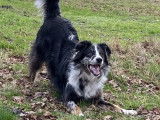 Dog Zone