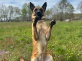 Dog Zone
