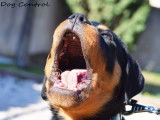 Dog Control