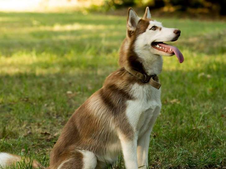 La Grande Vall&eacute;e Blanche