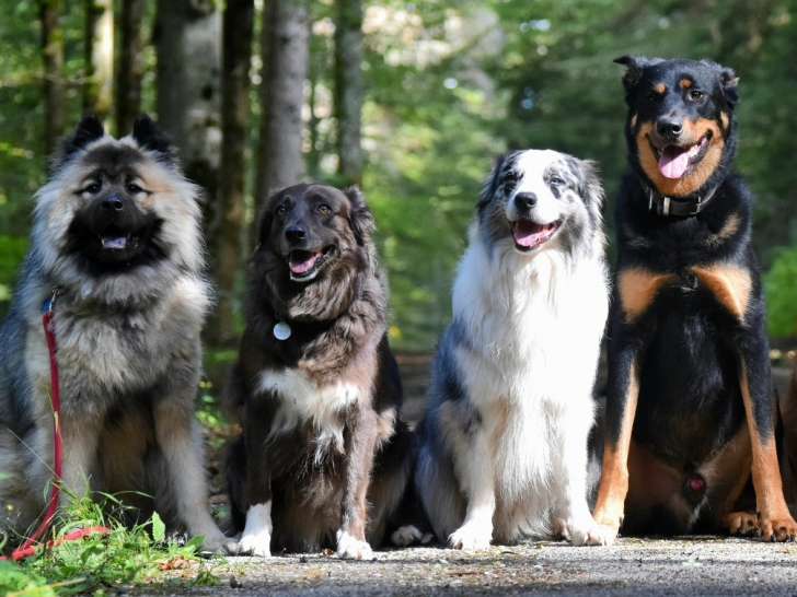 Une Patte Après l'Autre